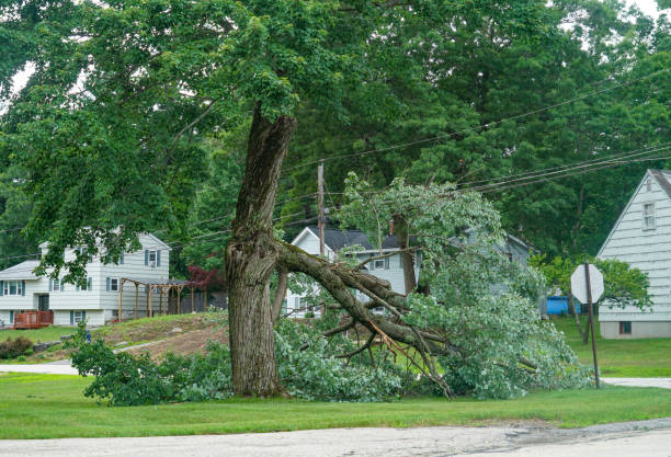 How Our Tree Care Process Works  in  Wanakah, NY