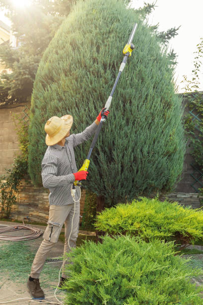 Tree and Shrub Care in Wanakah, NY